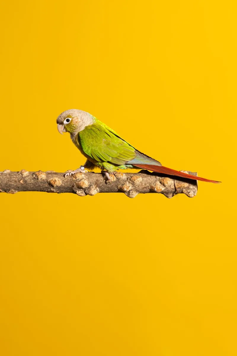 Shooting nos amis les bêtes